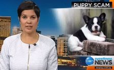 Puppy scam - Ch 10 News (21/09/2015)