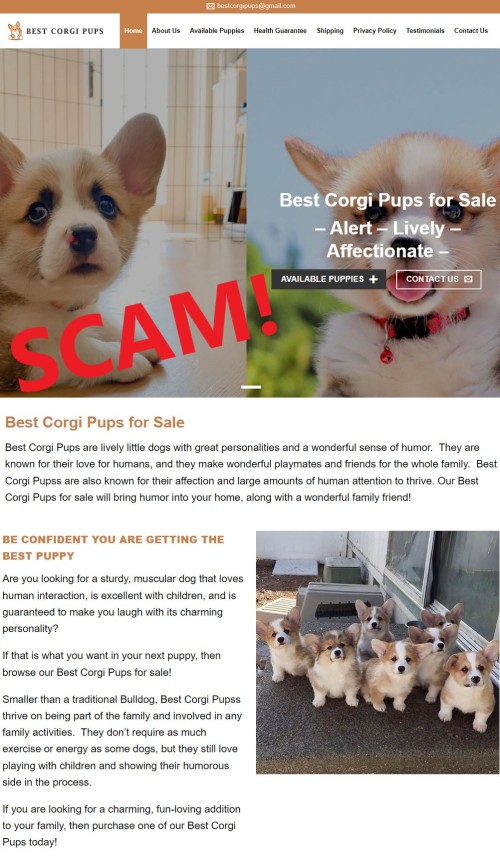 20230206 - Puppy scam- bestcorgipups