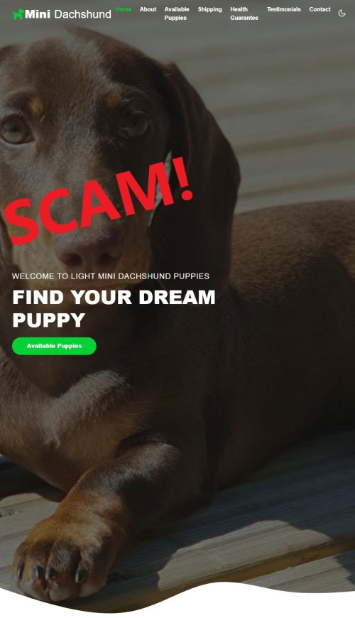 20230206 - Puppy scam - light-mnindachshundpuppies