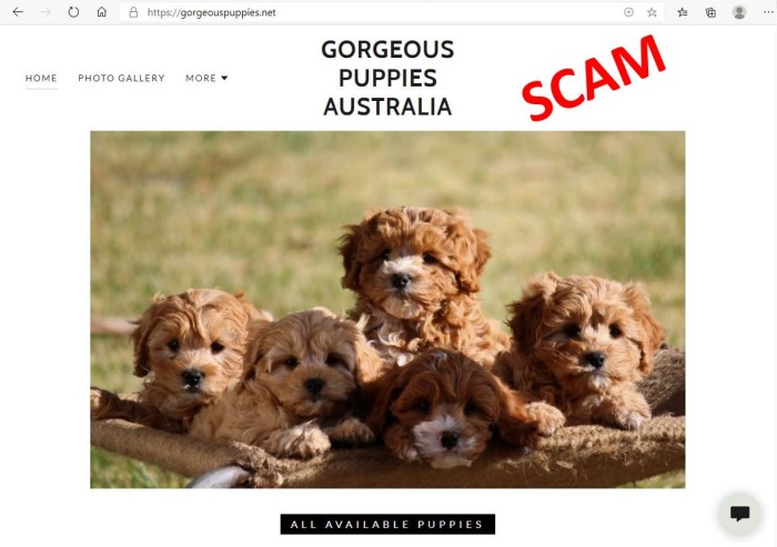 screenshot of fake puppy website