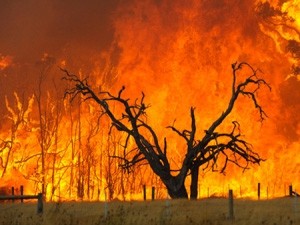 A black burnt tree in the middle of a bush fire, the rest of the image is completely engulfed in fire.