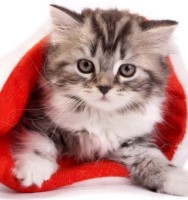 A cute grey kitten in a red Christmas stocking