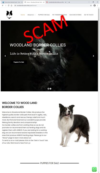 woodlandbordercollies.com - Home