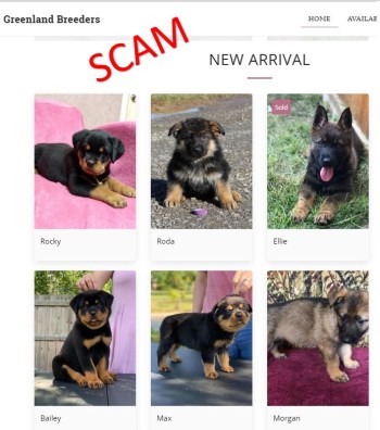 screenshot of fake greenland puppy website