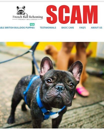 screenshot of fake webpage with french bull dog 