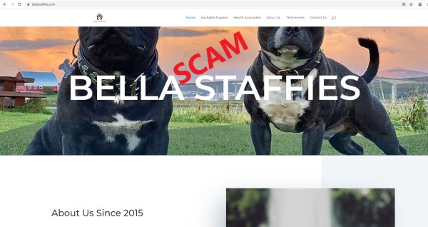 20210701 - puppy scam - bellastaffies