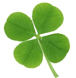 A four leaf clover on a white background
