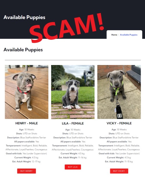 20230127 - ella staffy puppies - available puppies - scam