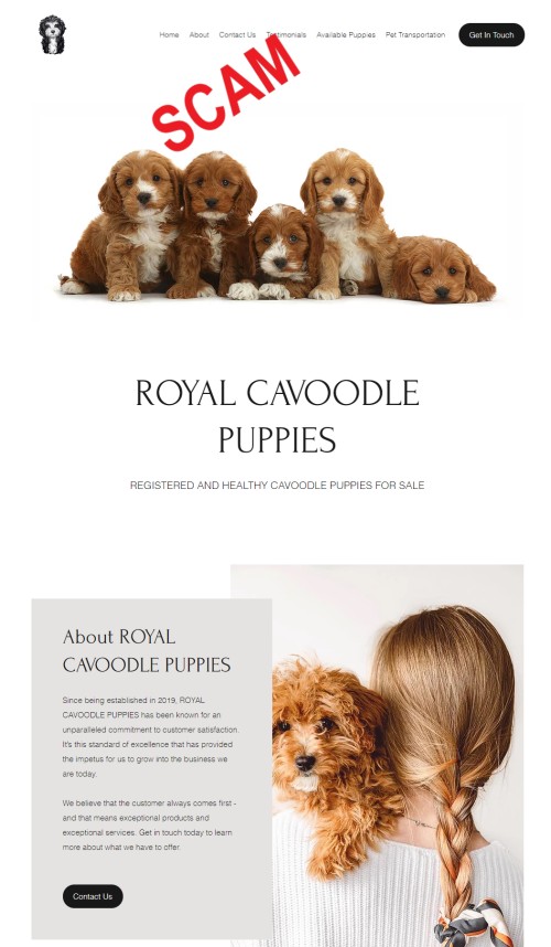 20210805 - Puppy scam - royalcavoodlepuppies
