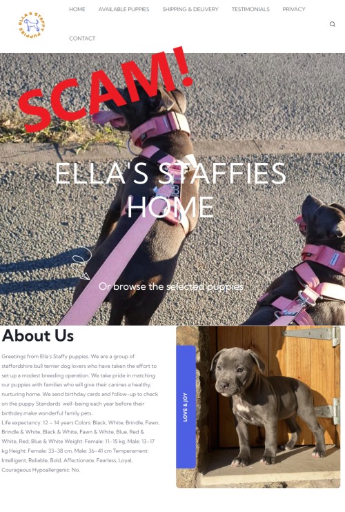 20230127 - ella staffy puppies - puppy scam - home - scam