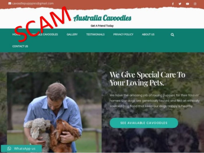australiacavoodles.com - home
