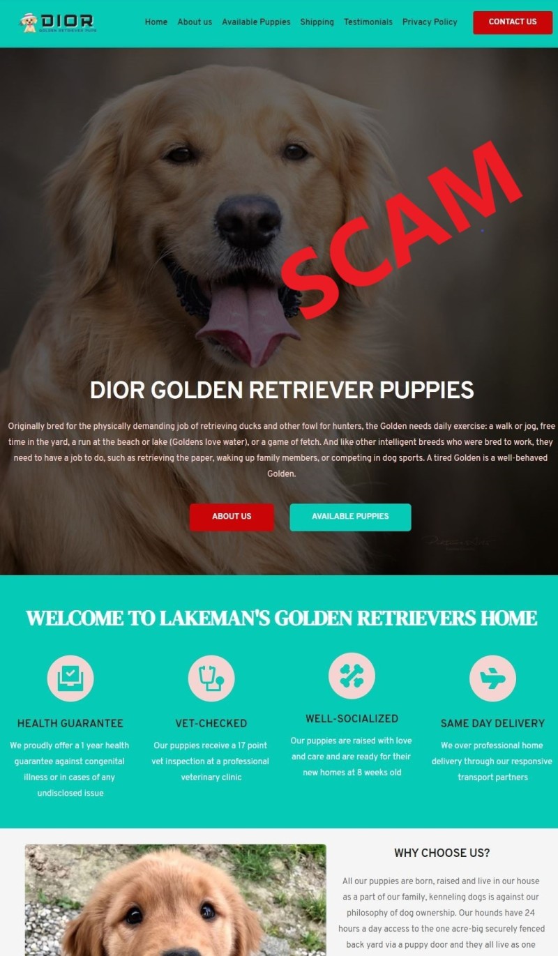 dior-golden-retriever-pup-Home-20210323