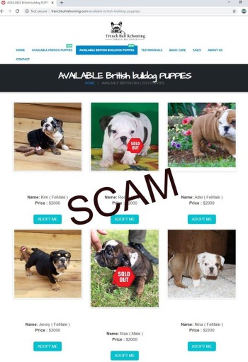 screenshot of fake brisish bulldog puppies weblisting