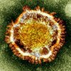image of corona virus